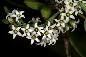 Astephanus triflorus