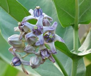 utils/thumbs/Apocynaceae/Calotropis_7FrQojWPxQcMYdsdPSGw4d.jpg