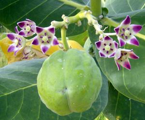 Calotropis procera
