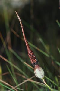 Ceropegia thailandica