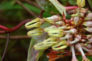Ceropegia vincifolia