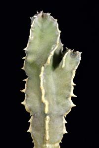 Desmidorchis speciosa