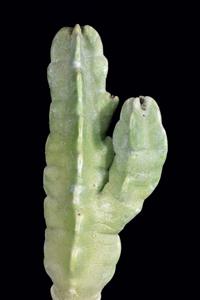 Desmidorchis speciosa