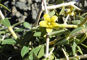 utils/thumbs/Apocynaceae/Diplolepis_7V55HovwfSDjH3zXyC3uTp.jpg