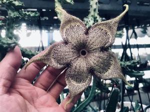 Edithcolea grandis