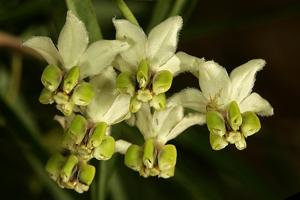 Gomphocarpus fruticosus subsp. fruticosus
