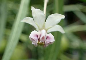 Gomphocarpus physocarpus