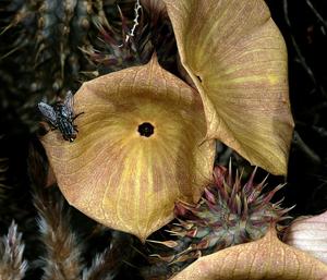 Hoodia gordonii