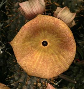 Hoodia gordonii