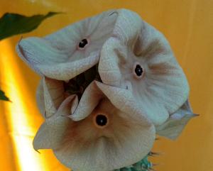 Hoodia gordonii