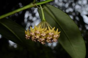 Hoya fusca