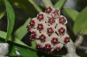 Hoya kerrii