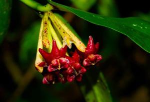 Hoya lobbii
