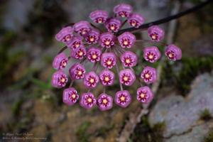Hoya pulchra