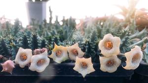 Huernia blyderiverensis