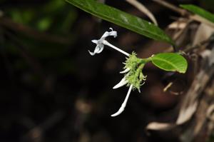 Kopsia angustipetala