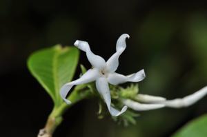 Kopsia angustipetala