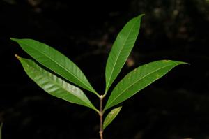 Kopsia angustipetala