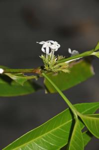 Kopsia angustipetala