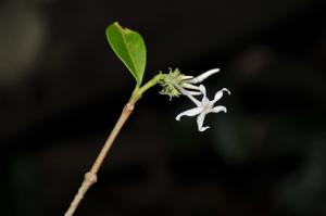 Kopsia angustipetala