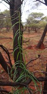 Marsdenia australis