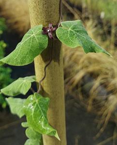 Matelea floridana