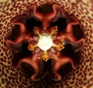 Monolluma quadrangula