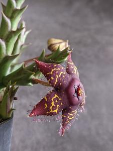 Orbea mcloughlinii