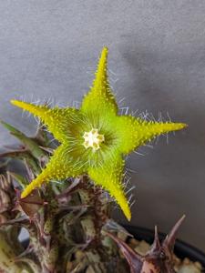 utils/thumbs/Apocynaceae/Orbea_gkbduFHgA5ftjUW9AQ3Tje.jpg