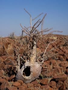utils/thumbs/Apocynaceae/Pachypodium_NhYRzzvDSaqVFJyR7iZBYX.jpg