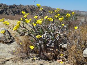 Pachypodium rosulatum