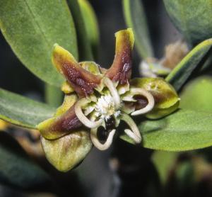 utils/thumbs/Apocynaceae/Periploca_XTd6K4VwrWgk4cNmVWksEG.jpg