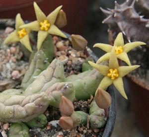 Piaranthus geminatus subsp. geminatus