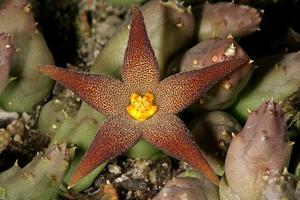 Piaranthus geminatus subsp. geminatus