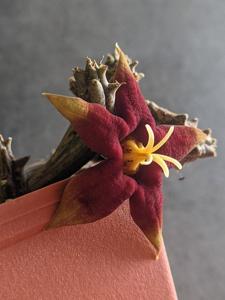 Piaranthus atrosanguineus