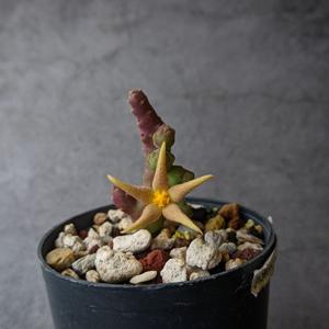 Piaranthus geminatus subsp. geminatus