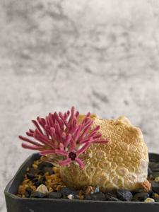 Pseudolithos cubiformis