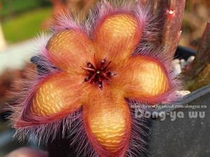 Stapelia hirsuta var. tsomoensis