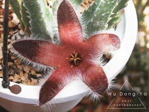 Stapelia grandiflora var. conformis