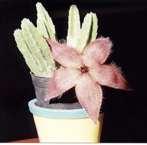 Stapelia hirsuta