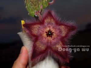 utils/thumbs/Apocynaceae/Stapelia_D96t5fHchitdVoSbrJMN5k.jpg