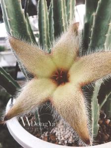 Stapelia grandiflora var. grandiflora