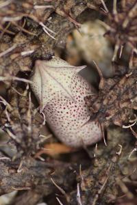 Stapelianthus decaryi