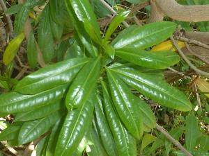 Strophanthus speciosus