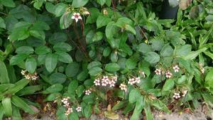 Strophanthus preussii