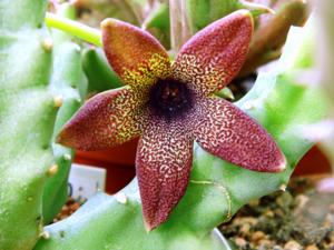 utils/thumbs/Apocynaceae/Tridentea_GrSHzs6KghA6EqcnaUjKj2.jpg