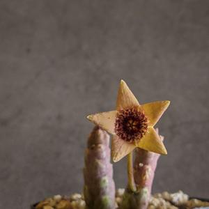 Tromotriche umdausensis