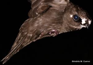 utils/thumbs/Apodidae/Cypseloides_WhP6KYVsYoudnxaNLm3pvQ.jpg