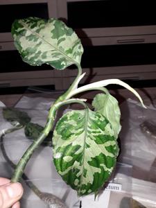 Aglaonema pictum