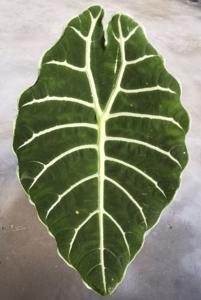 Alocasia longiloba